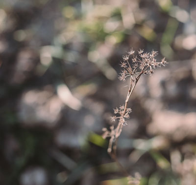 Psicoterapia relacional integrativa a través de la naturaleza